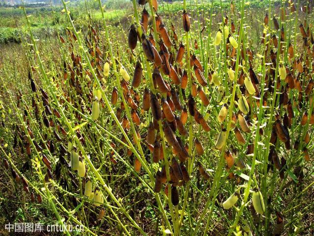 沙苑子的别名，沙苑子的功效与作用（中药材猪屎豆）