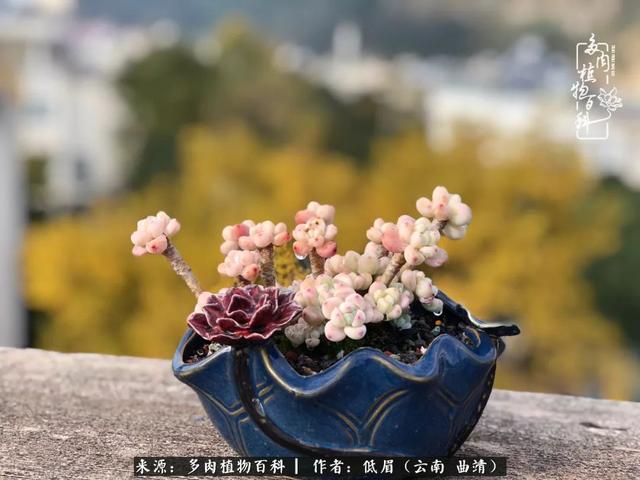 很丧很失望——低眉.，皱着眉头哭丧（陪你度过寒冷的圣诞平安夜图片）
