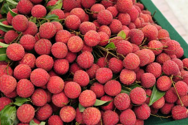 白蜡荔枝和白糖罂的区别，白糖罂荔枝怎么样（白糖罂好吃还是妃子笑好吃）