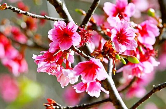 山樱(山樱树),福建山樱花 钟花樱桃>(山桃 樱花)