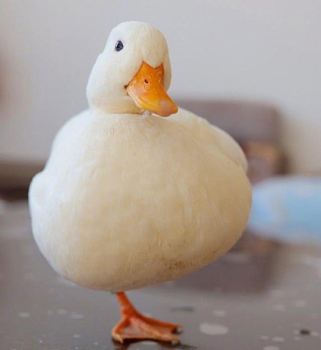 可爱捏，卡哇伊ฅฅ，微信头像，可爱捏，卡哇伊ฅฅ（可爱头像，卡哇伊！）