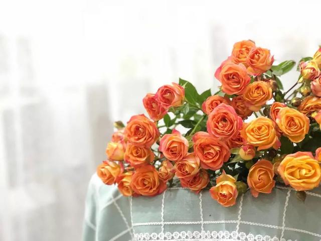 各种玫瑰花的含义，各色的玫瑰花有什么含意（一篇文章认全花店必备80种玫瑰花）