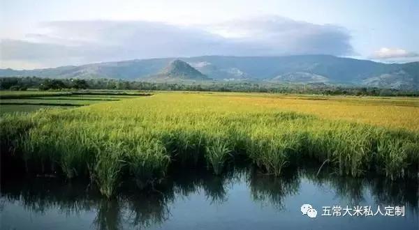 贡米是什么米，贡米是哪里出产的（你知道五常大米为什么称之为“贡米”吗）