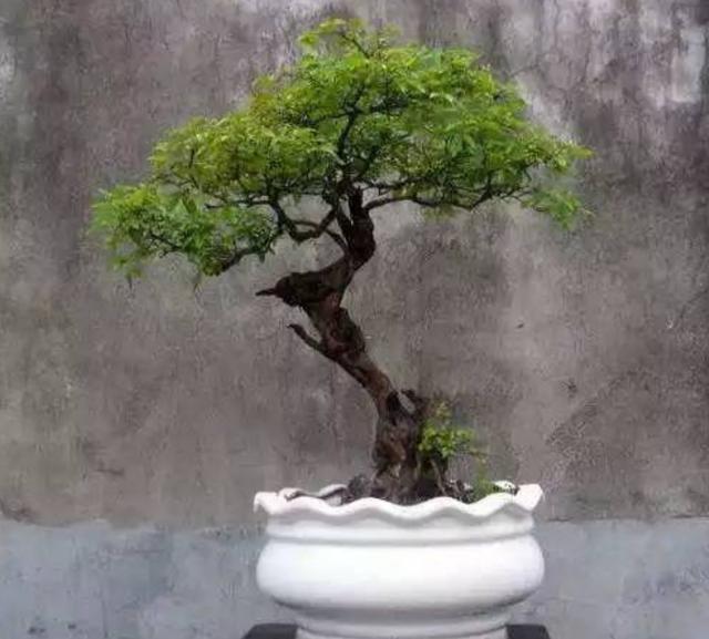 怎么种植黄荆树，黄荆树的生长环境（就能养成古朴苍劲的盆景）