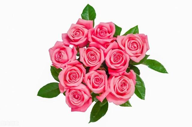 十二月花神，十二月花神（十二月花名歌）