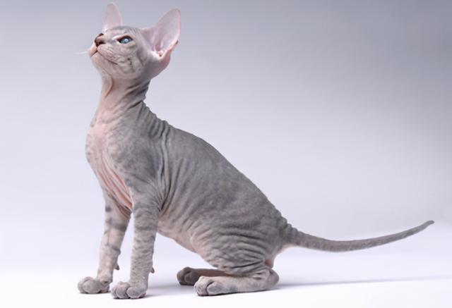 猫的所有种类，猫的所有种类及图片（30种知名的猫咪，你都认识吗）