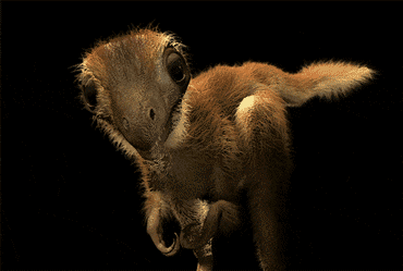 霸王龙的资料，搜索霸王龙的资料（出生时长得像小鸡）