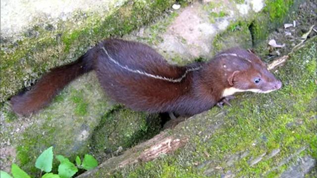 貂和黄鼠狼的区别，雪貂和黄鼠狼的区别（生物相册：黄鼠狼）