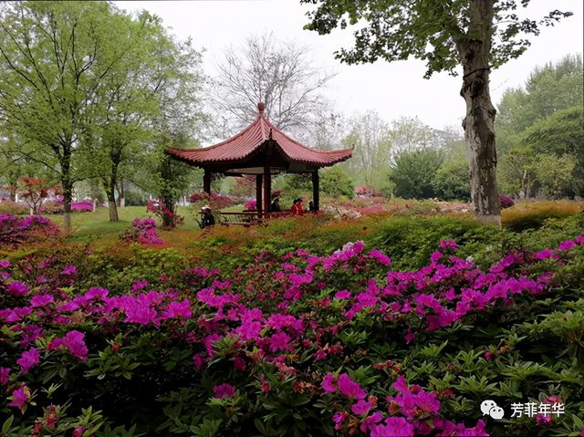 杜鹃花是映山红吗，杜鹃是映山红吗（杜鹃花和杜鹃鸟什么关系）