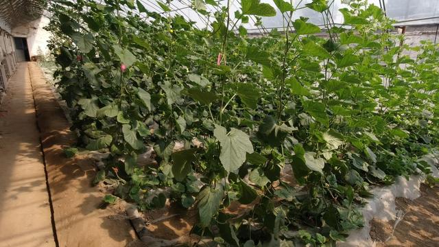 黄瓜种植方法大全，快来看看正确的方法