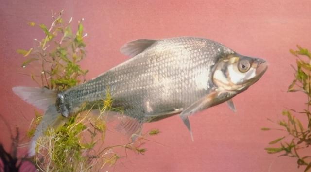 淡水观赏鱼种类，淡水观赏鱼的种类大全！（中国淡水观赏鱼图集<一>）