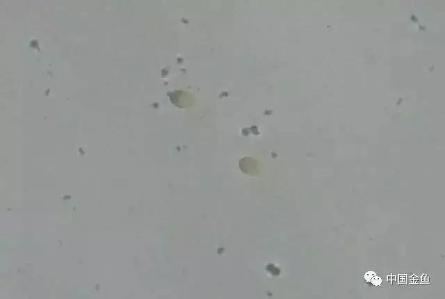 繁殖金鱼方法，有这几个注意事项需特别关注
