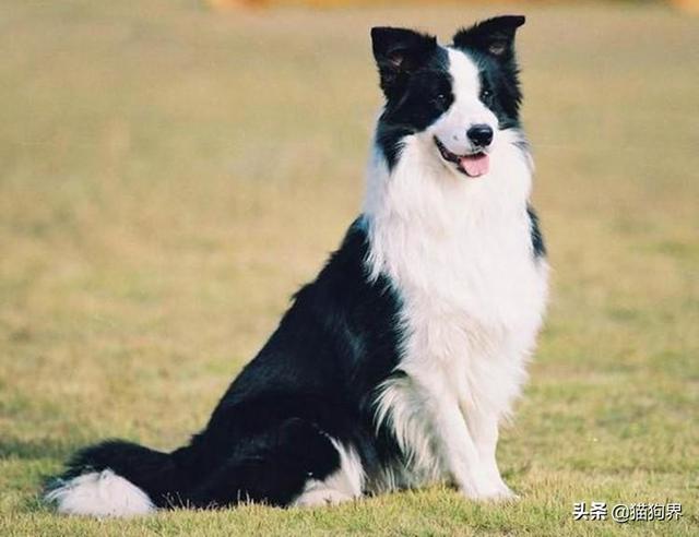 边境牧羊犬智商，边境牧羊犬聪明排名第几（都说边境牧羊犬聪明）
