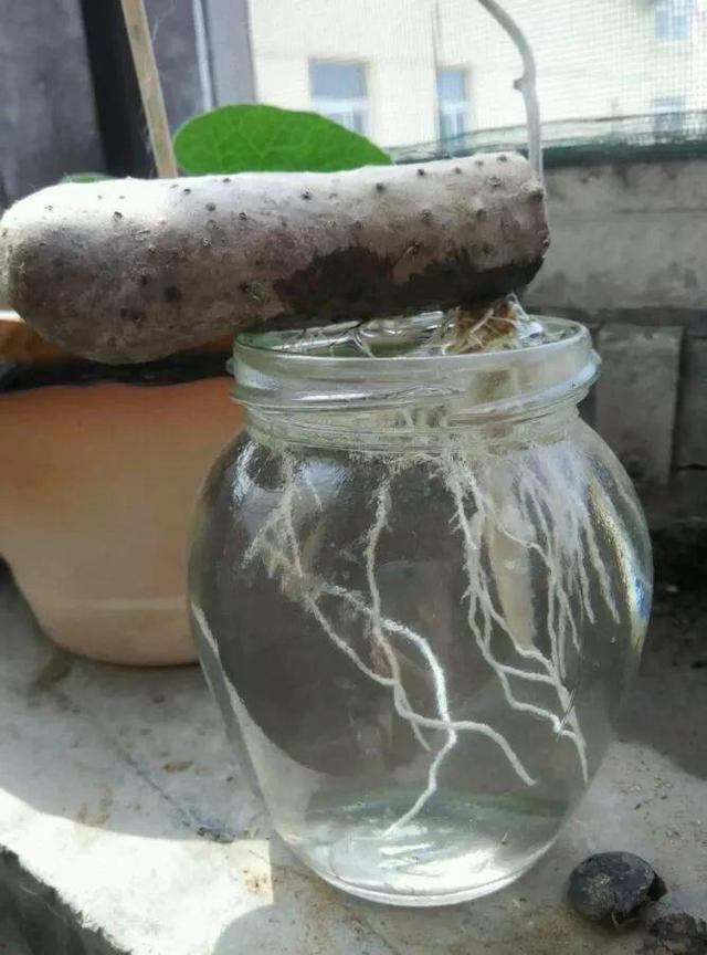 平菇种植最简单方法，平菇种植最简单的方法（喷喷水就能长）