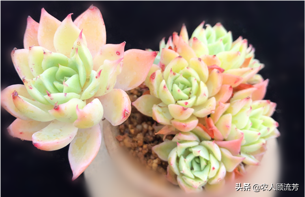 三色堇常用的三种繁殖方法，三色堇育种方法（多肉植物“三色堇”的养护要点）