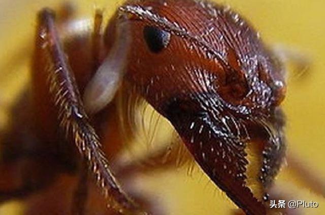 4种常见的可怕昆虫，世界上最毒的十大昆虫