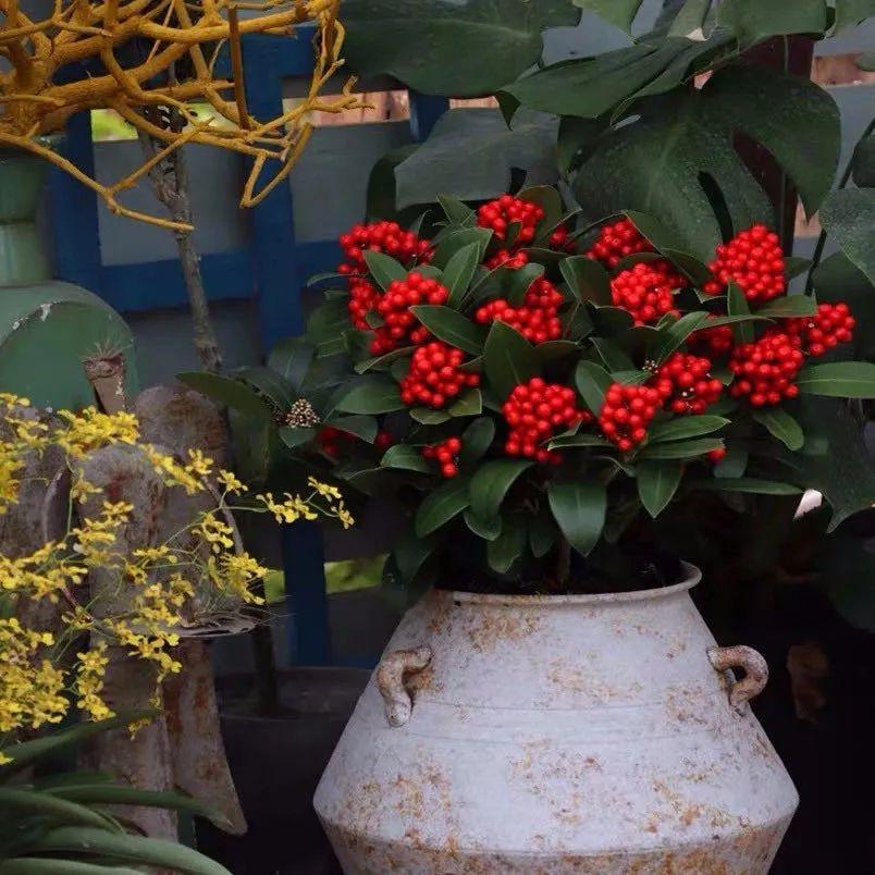 珊瑚豆的养殖方法和注意事项，珊瑚豆的养殖方法生长期每月施一次氮肥（7月在家养盆“吉祥果”）