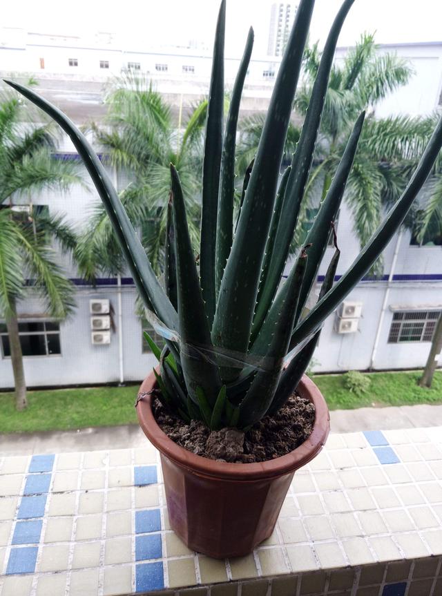芦荟（芦荟开花），能吃的芦荟只有三种（芦荟芦荟开花吗开什么花呢）