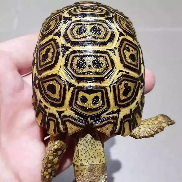 【豹龟好养吗】对于新手来说豹龟好养吗,豹龟生活环境(豹龟的分类以及