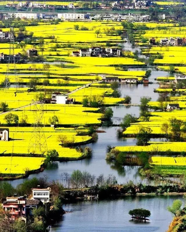 油菜花开的季节，适合家庭室内养的花与绿植（2019年全国油菜花开放时间表）