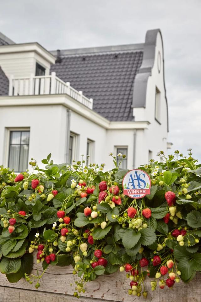 草莓品种介绍，适合南方种植的草莓品种（易养易爆盆）