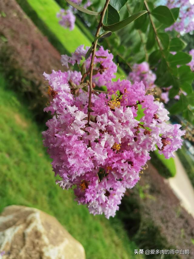 紫薇花花语代表什么，紫薇花花花语（紫薇花——来自1380年前的问候）