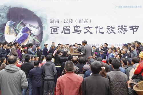 画眉鸟不叫有什么办法，画眉鸟不会叫怎么回事（让你的画眉成为最亮的崽）