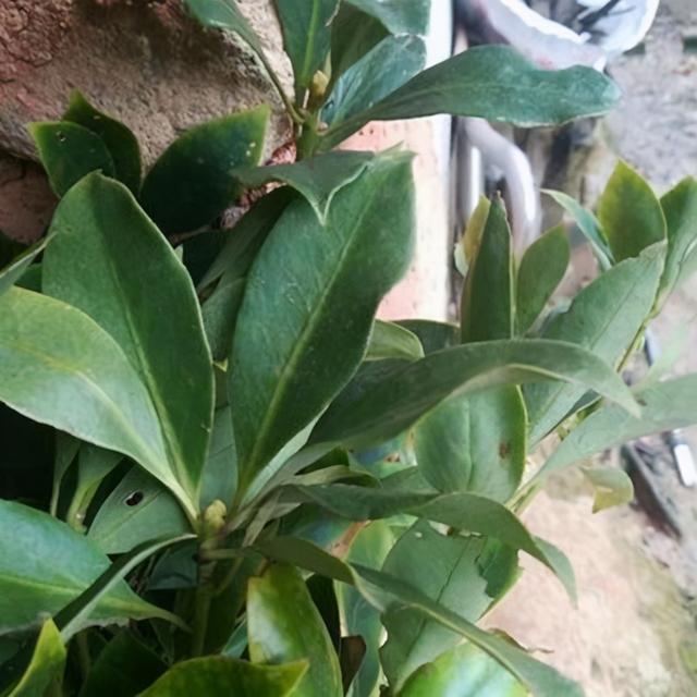 八角种子在哪里有卖_八角种子可以直接种吗，市场上买的八角能做种子吗（八角育苗几月种植好）