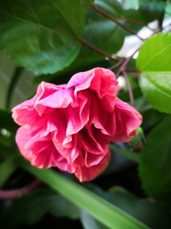 牡丹花根怎么种，牡丹容易烂根怎么办