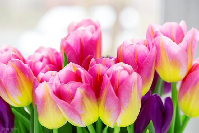 十二月花神，十二月花神（十二月花名歌）