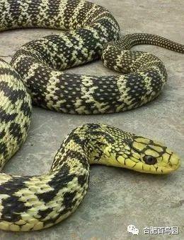蛇的外貌特征，蛇的外貌特征英文（湿地的动物——蛇类篇）