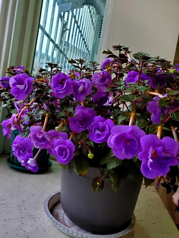 适合家里养的32种花，家里养什么花好（”家居盆花100种）