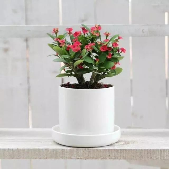 春夏秋冬四季什么花好看，这十种花几乎一年四季都开花