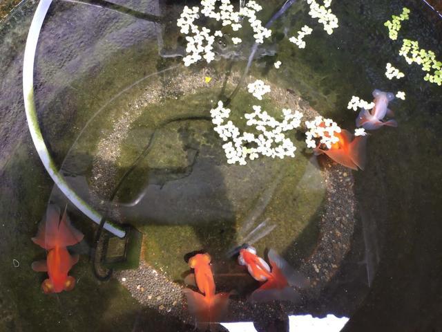 新鱼入缸多久喂食，新鱼入缸有几天危险期（为什么入缸后还不能立刻投喂）