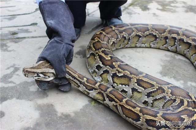 蛇怎么爬行，蛇怎么爬行的优美描写（大家喜欢蛇这种爬行动物吗）