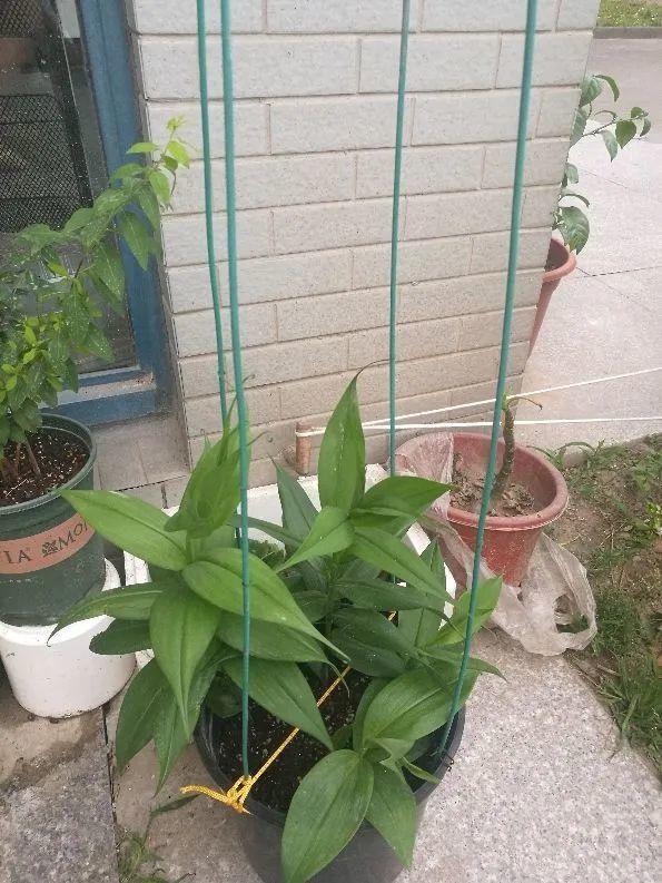 鸟尾花的繁育管理，鸟尾花 花期（30种耐阴花）