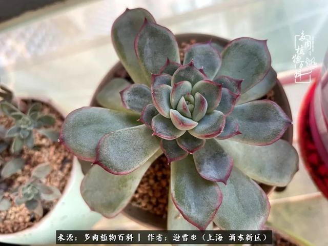 多肉植物图片，感恩相遇，余生相互关照（若绿多肉植物图片）