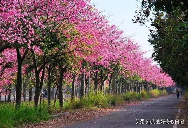 大果木棉图片