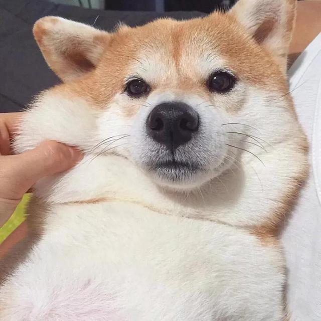 单身贵族头像，单身贵族头像(不要会员)（单身贵族头像 单身限定）