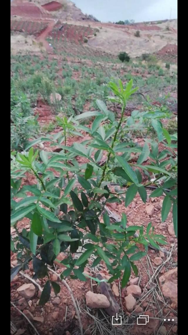 青花椒怎么做的，青花椒怎么制作（你知道你吃的花椒生产过程吗）