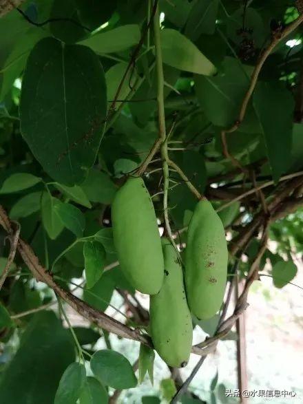 醋柳果的功效与作用，醋柳果的功效与作用及禁忌（国内有哪些小众特色水果）