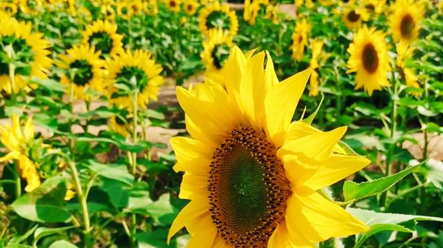 武汉森林公园在哪里，武汉森林公园地址查询（十月游武汉森林公园绿道）