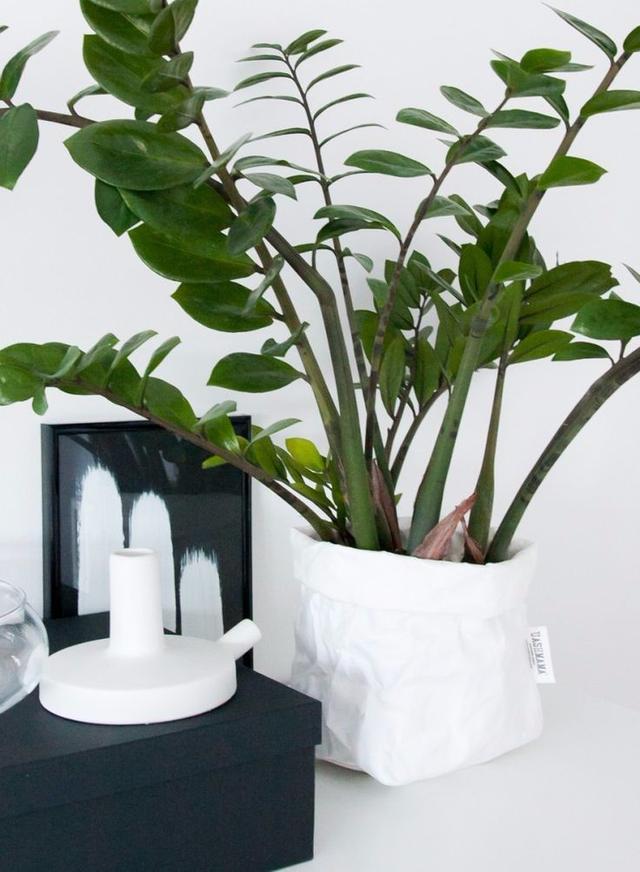 室内花要怎么养，室内花要怎么养（养花10多年总结的室内养花技巧）