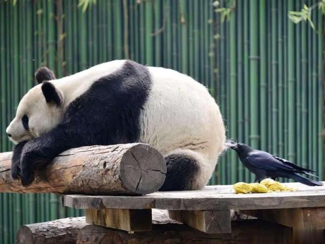 扶老携幼的动物，扶老携幼打一动物（乌鸦干过的事可不止薅毛）