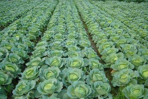 紫甘蓝是包心菜吗(包心菜是甘蓝吗?) - 旭辉快讯 - 旭辉网