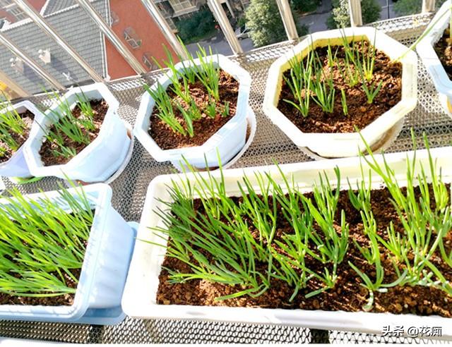 香葱的种植方法和时间，小香葱种植时间和方法介绍（香葱小盆栽）