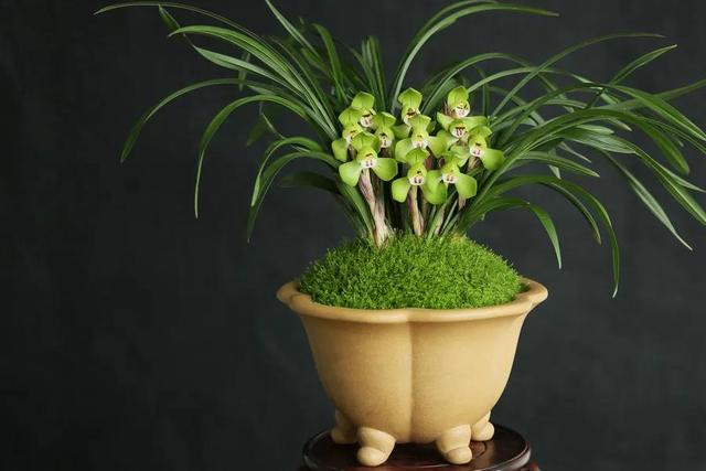 蕙兰五个必养品种，建兰大荷瓣品种（适合普通人养的十款兰花）
