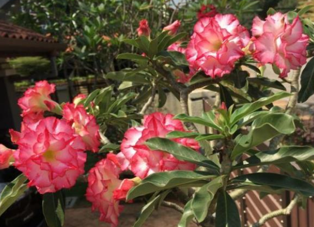 沙漠玫瑰怎么养，沙漠玫瑰的养殖方法多久能开花（真正会养的只需做5点）