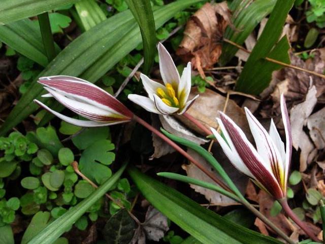 哪些人不能吃野葱，“老鸦瓣”认识的人不多