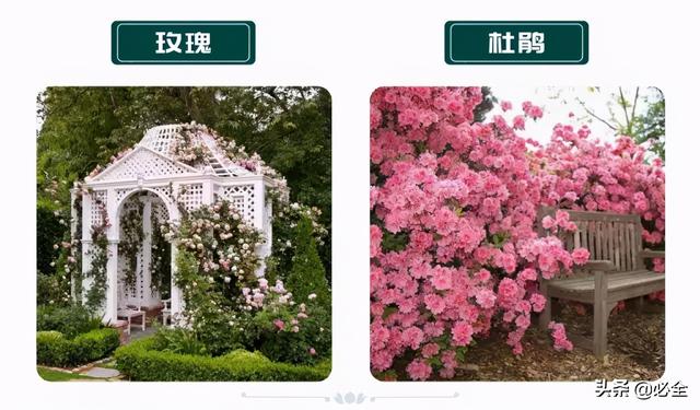 蓬径和冠幅有什么区别，冠径和冠幅是什么意思（这份图文并茂的强烈建议收藏）